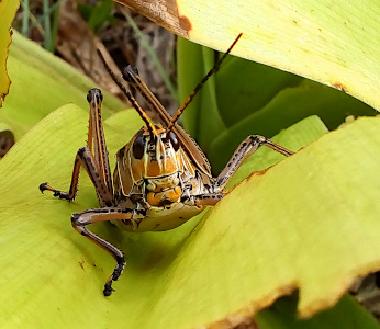 [Straight on view of the head of a grasshopper as it sits in the folds of a yellow-green leaf stalk. The eyes are black and sit near the top of the head. The antenna protrude forward and upward from between the eyes. The sections of the head are vertical pieces from the top to about two-thirds down. Below that are horizontal sections which are probably the upper and lower portions of the jaw.]